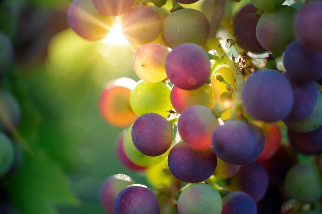 grapes, fruits, food